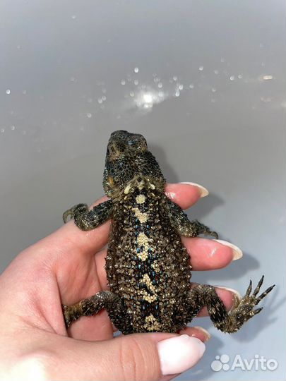 Турецкая агама