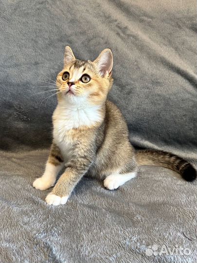 Шотландская