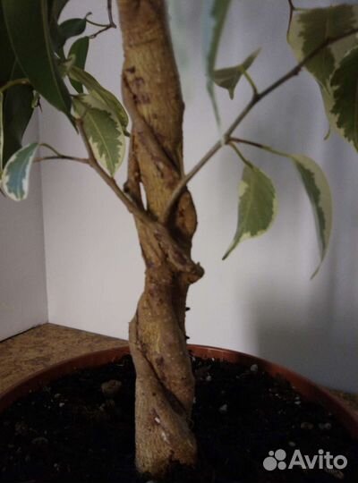 Фикус Бенджамина