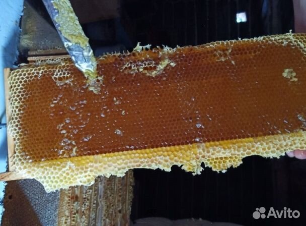 Мед 2024 года Алтайский оптом