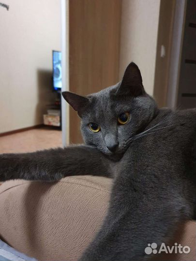 Кошка, смесь породы Бобтейл