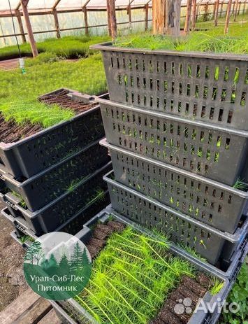 Зкс и окс Сосна Ель Лиственница сеянцы Голуб горн