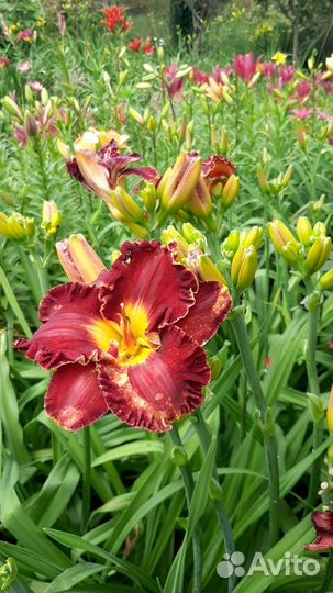 Лилейники сортовые