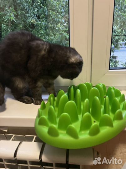 Интерактивная кормушка для собак и кошек