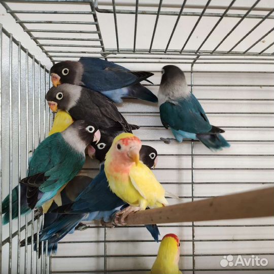 Попугай неразлучники