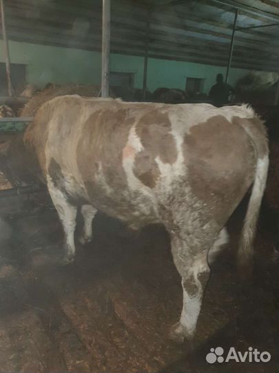 Премикс Роксвит для откорма крс 25 кг Аскор