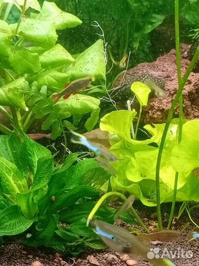 Гуппи эндлера кровавое сердце