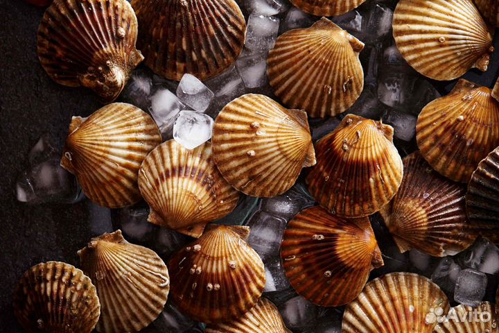 Морской гребешок