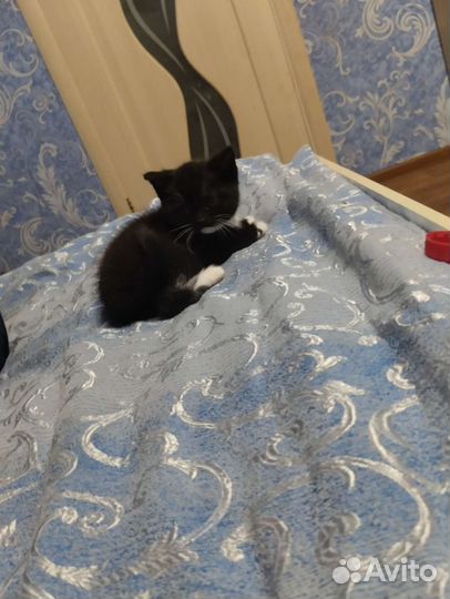 Котёнок девочка меньше месяца в добрые руки