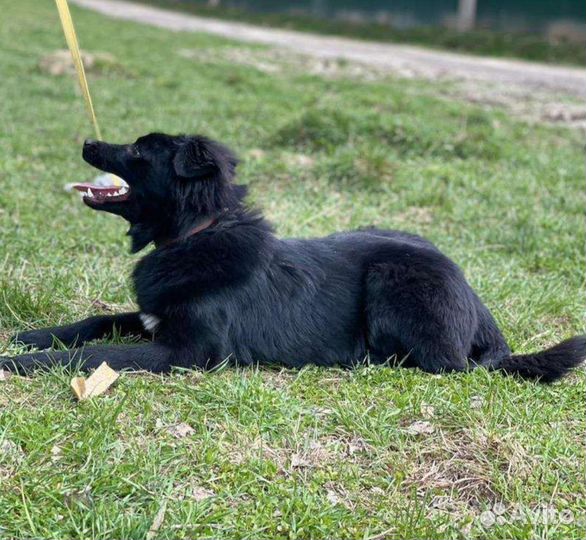 Щенок в добрые руки