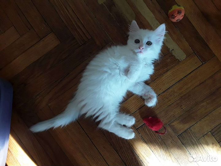 Турецкая ангора