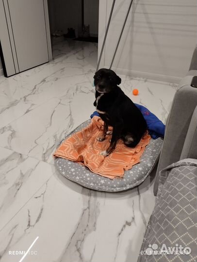 Мальчик Рик. 11лет