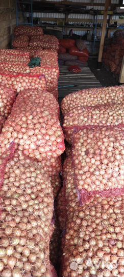 Лук Выборка Штутгартен