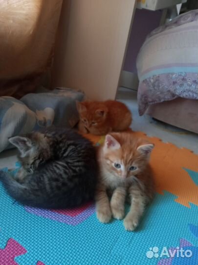 Котики в добрые руки