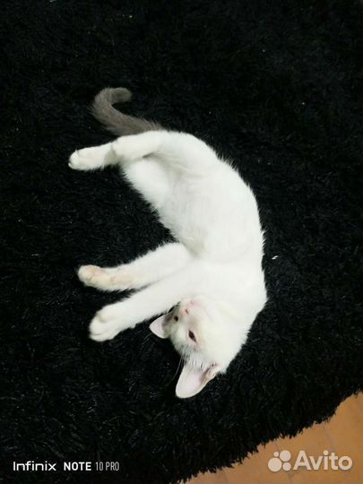 Котенок в добрые руки