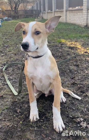 Щенок-подросток ищет дом