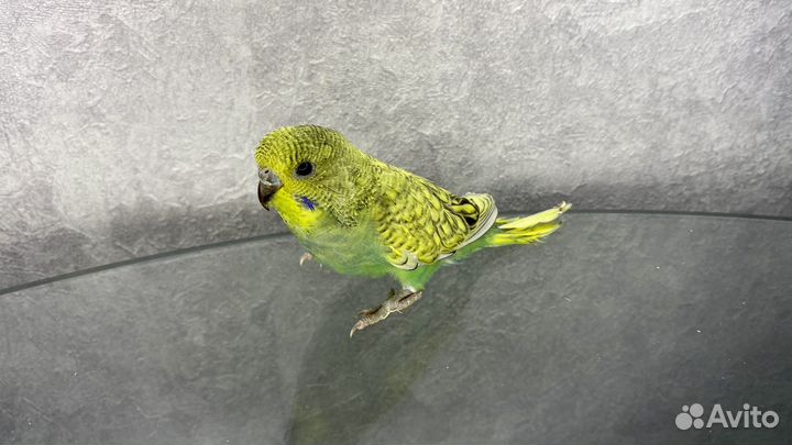 Птенцы волнистых погугаев