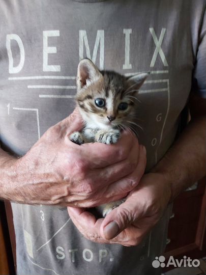 Котята в добрые руки 1 месяц