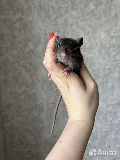 Крысята дамбо