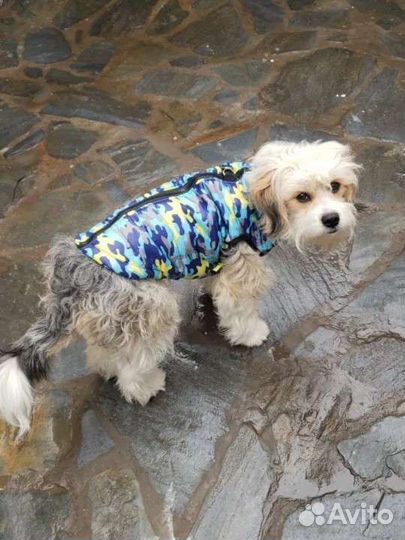 Одежда для собаки