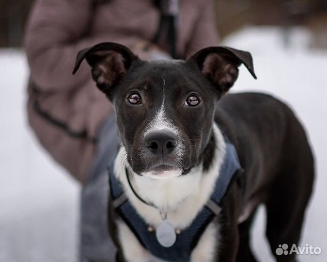 Метис стаффа ищет дом