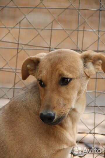 Две сестрички-подростка ищут дом