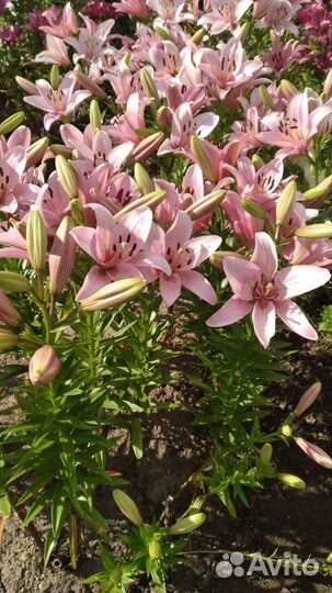 Луковицы лилий сортовых. Высокие и пахнущие