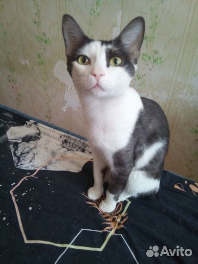 Котята в добрые руки даром бесплатно
