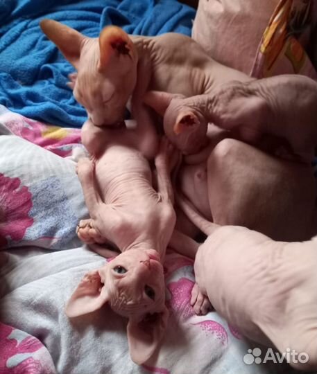 Канадский сфинкс котенок