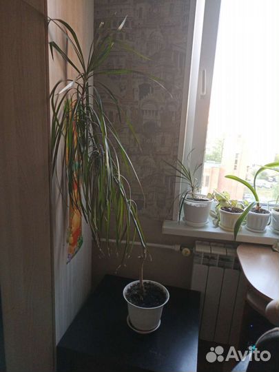 Драцена большая
