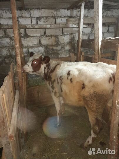 Бычек и телка