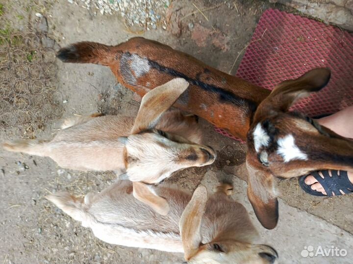 Козочки Козлики Козы дойные