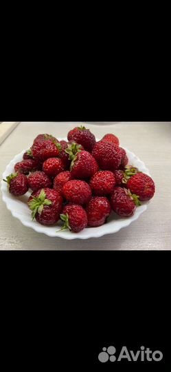 Саженцы земляники Садовой Фрау Мицше Шиндлер