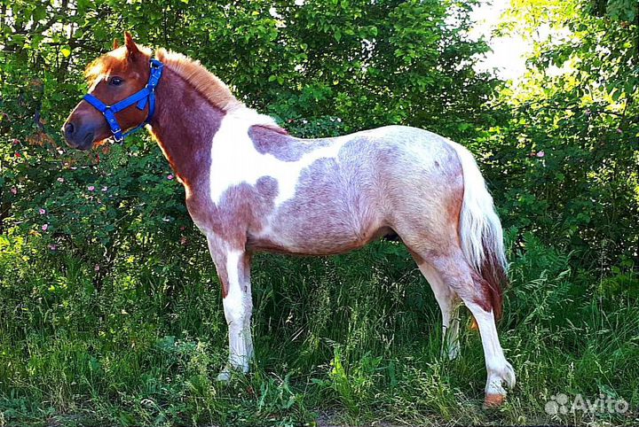 Жеребчик уэльского пони