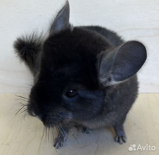 Шиншилла девочка экстра темная, носитель ангоры