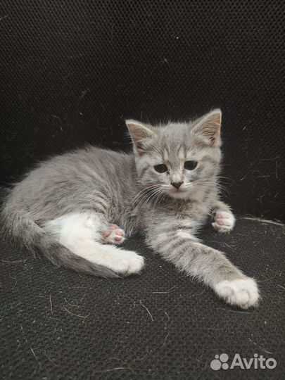 Кошки в добрые руки бесплатно