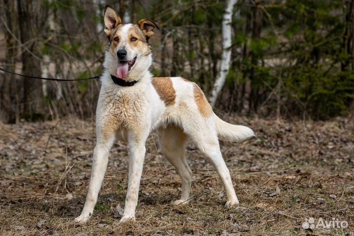 Красивый пес из приюта ищет дом, в добрые руки
