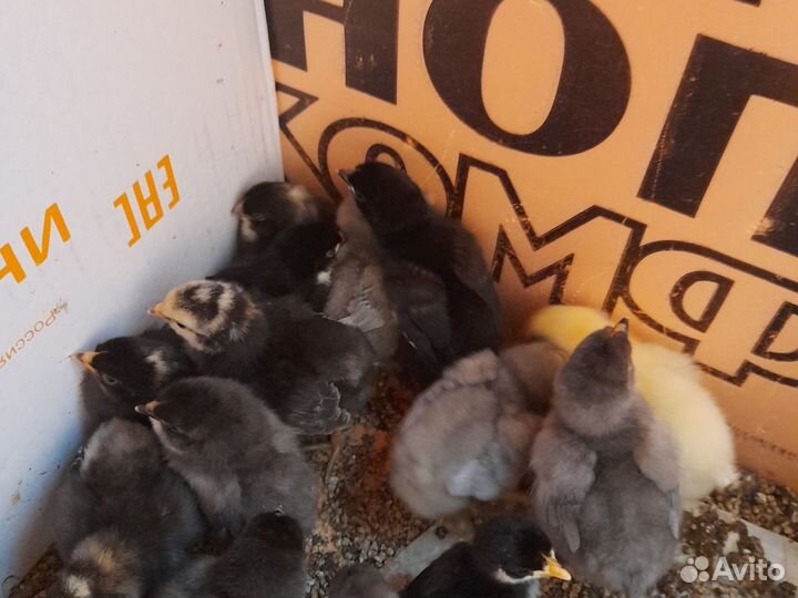 Цыплята подрощенные