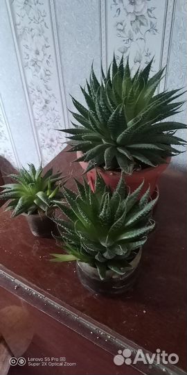 Фиалки и другие растения