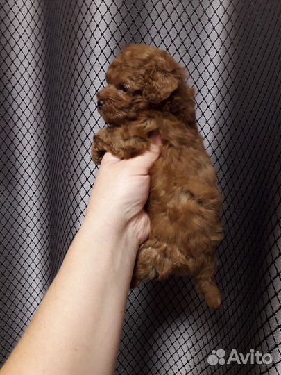 Щенки пуделя