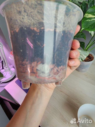 Серратум оранж