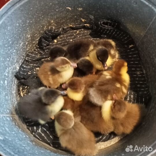 Индоутки, (селезни,яйца,утята)