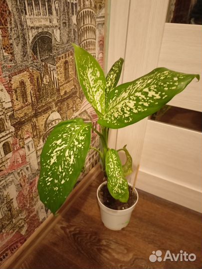 Диффенбахия