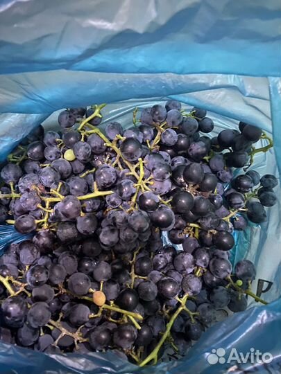 Виноград изабелла