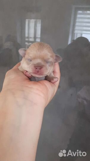 Изабеловая девочка