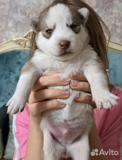 Сибирский Хаски