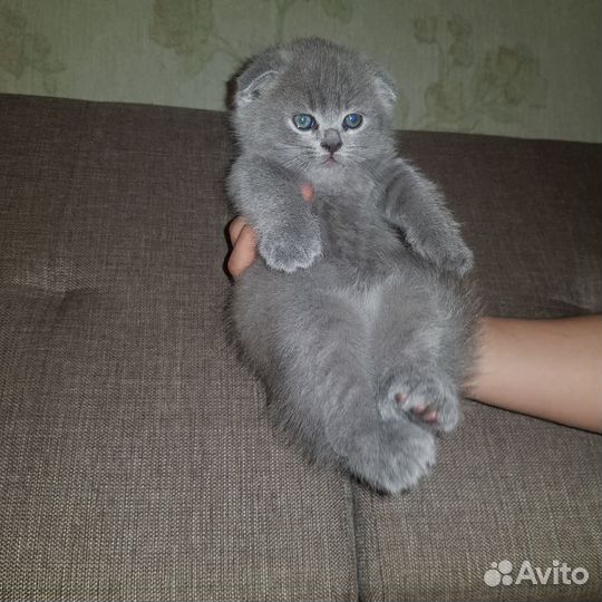 Британка вислоухая