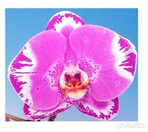Орхидея purple queen