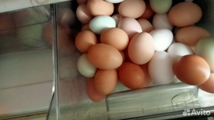 Домашние Яйца на еду и инкубацию