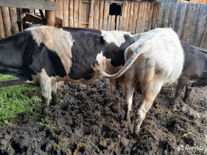 Продам быков 3 шт